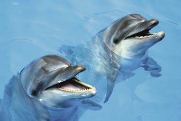 Cancun Exclusive Bronze Dolphin Interactive Programme